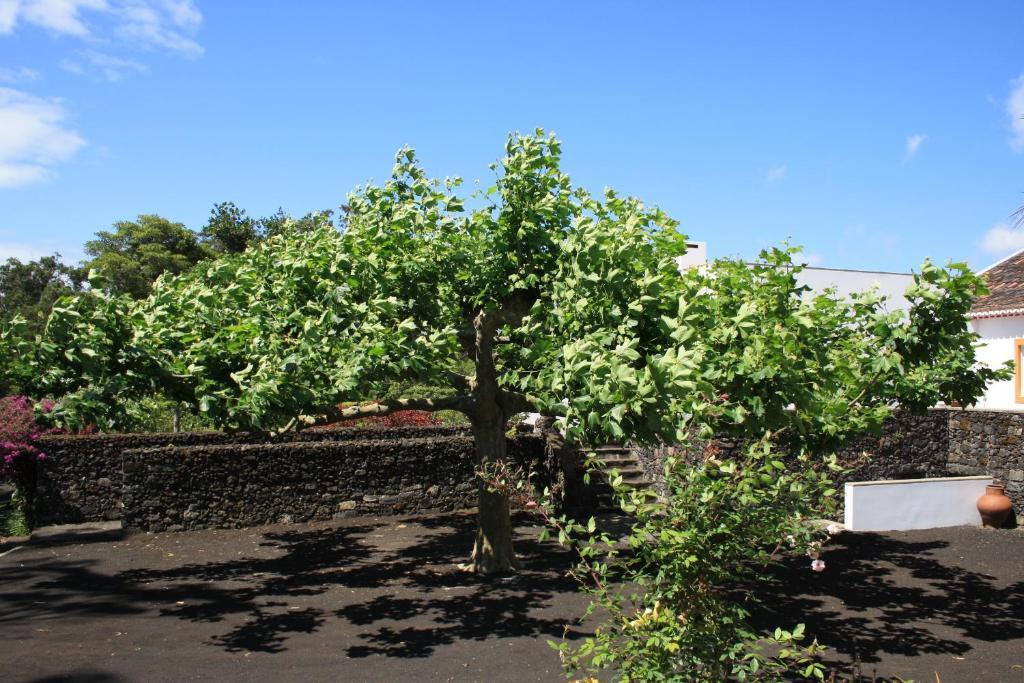 Quinta de São Caetano - São Miguel Açores Populo  Exterior foto